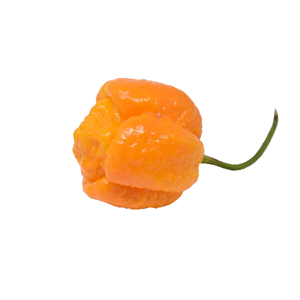 Trinidad Scorpion Moruga Yellow