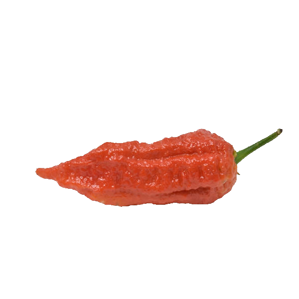 Bhut Jolokia